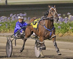 Smolda - 2017 Australian Harness Horse of the Year