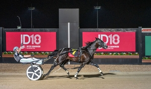 Tiger Tara - 2018/19 Australian Harness Horse of the Year (Ashlea Brennan Photography)