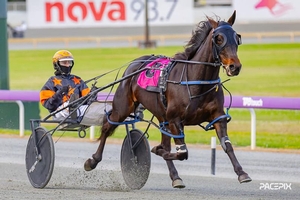 Soho Seraphine debuts for trainer Kim Prentice tonight at Gloucester PArk