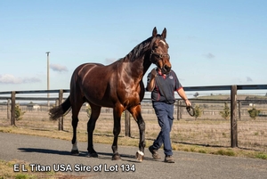 E L Titan USA Sire of Lot 134