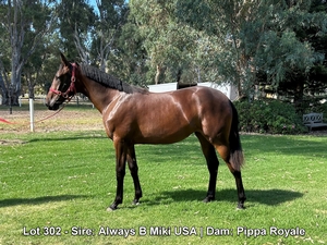 Lot 302 - Sire: Always B Miki USA | Dam: Pippa Royale