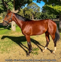 Lot 372 - Sire: Sweet Lou USA | Dam: Front Paige Adda