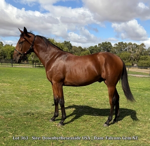 Lot 363 - Sire: Downbytheseaside USA | Dam: Falcons Gem NZ