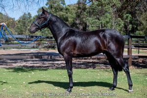 Lot 374 - Sire: Poster Boy | Dam: Lady Gabbana