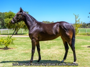 Lot 408 - Sire: Poster Boy | Dam: Call Me Heaven